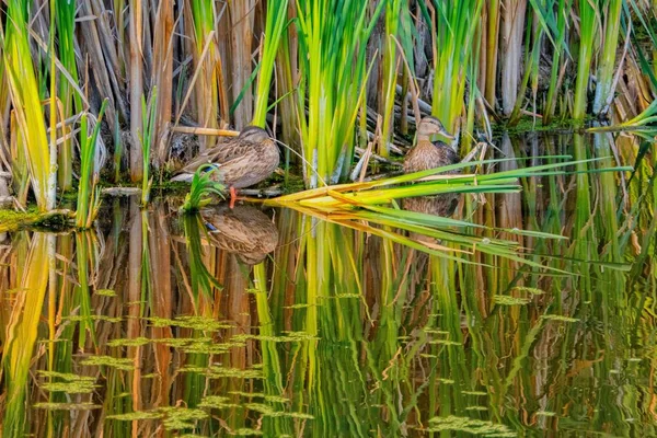 Two Cute Ducks Resting Wetland Alberta Daytime — Stock Photo, Image