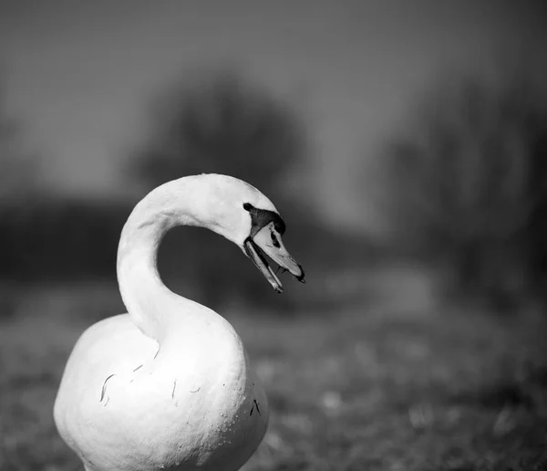 緑の芝生の上で白い白鳥の選択的なフォーカスショット — ストック写真