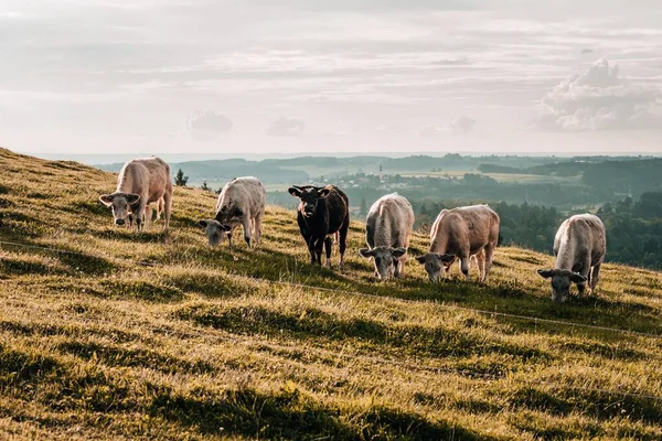 Vacas Pastando Pasto Dia Ensolarado — Fotografia de Stock