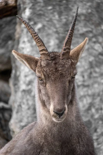 Селективный Снимок Альпийского Горного Пласта Capra Ibex — стоковое фото