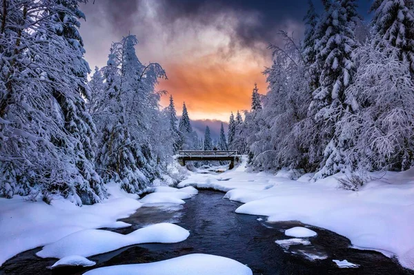 森の中の美しい冬の風景 — ストック写真
