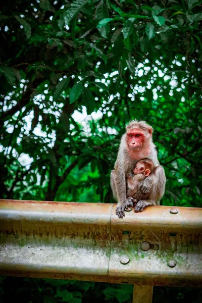 원숭이에게 껴안고 보호받고 원숭이 — 스톡 사진