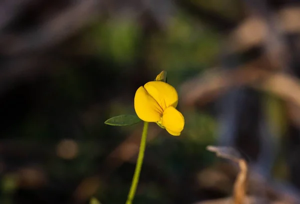 Nilüfer Çiçeğinin Bulanık Arka Planda Çiçek Açtığı Sığ Bir Odak — Stok fotoğraf