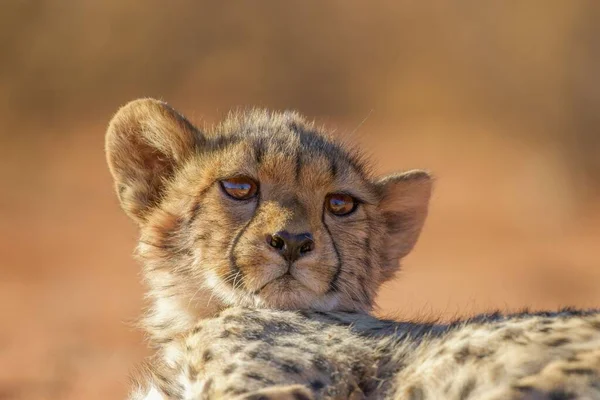 Cheetah Las Llanuras Del Parque Nacional Del Serengeti — Foto de Stock