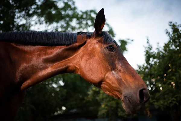 Een Close Shot Van Een Bruin Paard Een Veld — Stockfoto