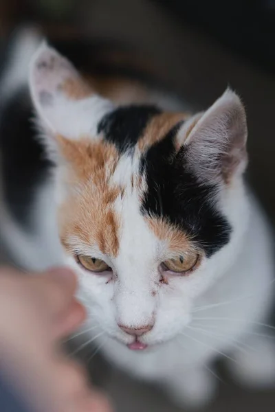 Pystysuora Lähikuva Muotokuva Calico Kissa — kuvapankkivalokuva