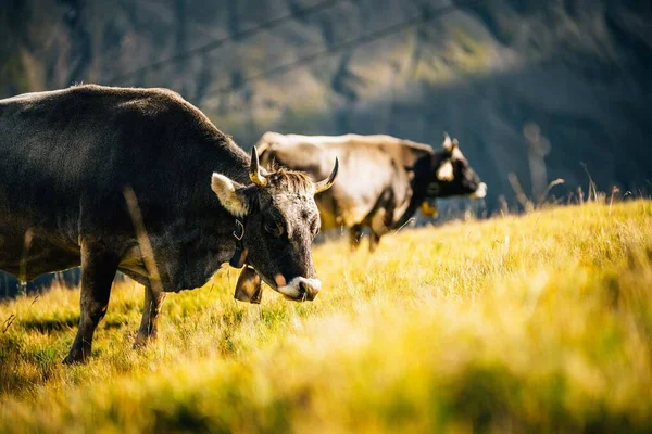 Close Vacas Pastando Grama Amarelada Iluminada Pelo Sol Fundo Embaçado — Fotografia de Stock