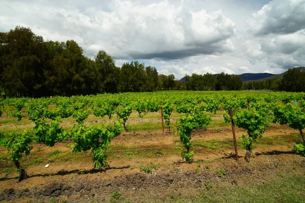 Landschappelijk Uitzicht Groene Wijngaard Een Bewolkte Dag — Stockfoto