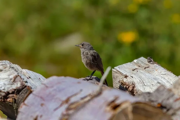 Nahaufnahme Eines Hausrotschwanzvogels Der Auf Einem Feld Sonnenlicht Auf Holz — Stockfoto