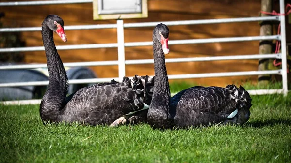 Close Elegantes Cisnes Negros Campo Verde Gramado — Fotografia de Stock