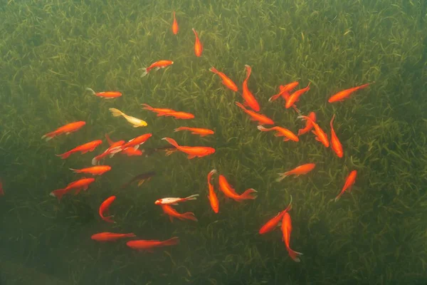 Grupo Peces Carpa Roja Nadando Aguas Poco Profundas —  Fotos de Stock