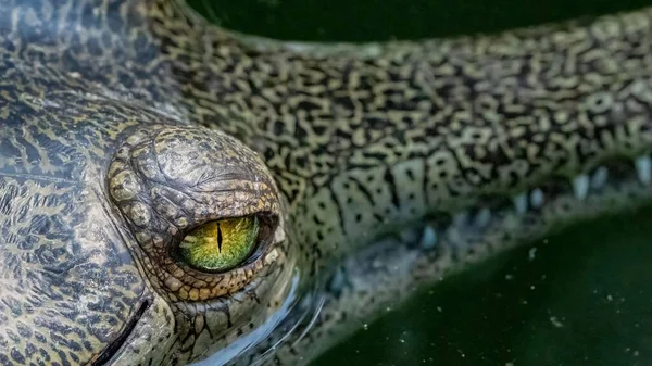 Närbild Den Kritiskt Hotade Indiska Gharial Krokodil Los Angeles Zoo — Stockfoto