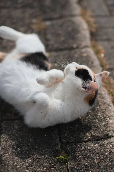 Gato Com Olhos Castanhos Deitado Costas — Fotografia de Stock