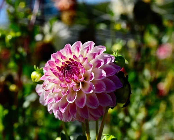 Eine Nahaufnahme Einer Weißen Dahlie Mit Rosa Spitzen Einem Garten — Stockfoto