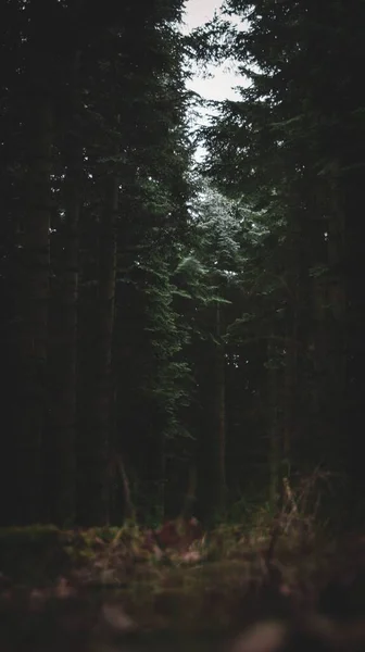Tiro Vertical Uma Floresta Misteriosa Com Árvores Altas — Fotografia de Stock