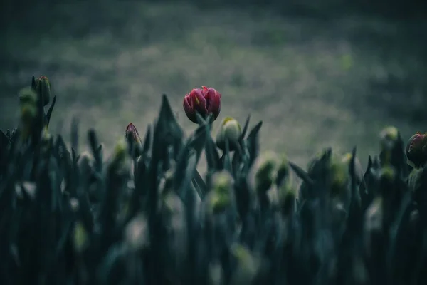 Eine Rosa Tulpenblume Die Einem Feld Blüht — Stockfoto