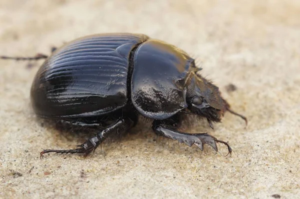 Primer Plano Escarabajo Minotauro Con Cuerpo Brillante Suelo Arenoso — Foto de Stock
