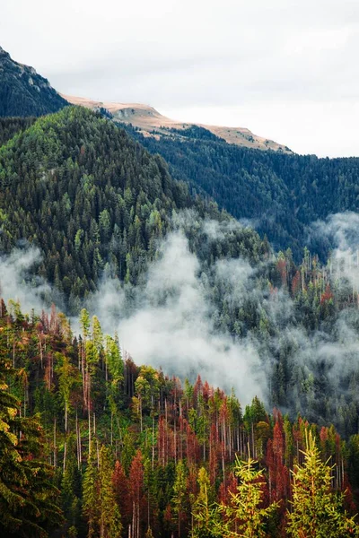 Dağların Yakınındaki Güzel Bir Ormanın Dikey Görüntüsü — Stok fotoğraf