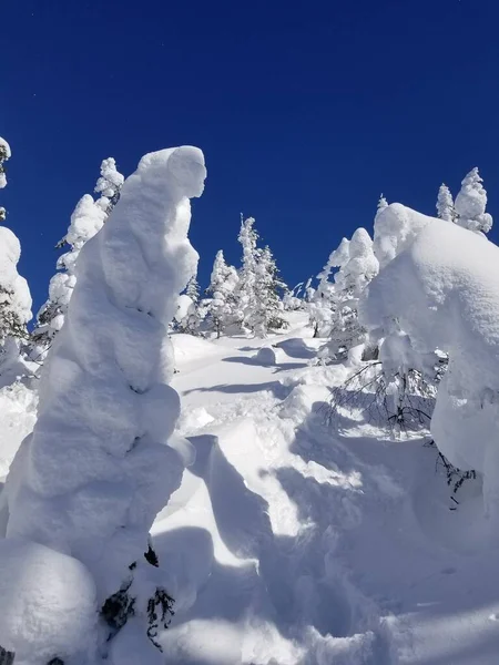 Schöne Aussicht Auf Schneebedeckte Bäume Wald — Stockfoto