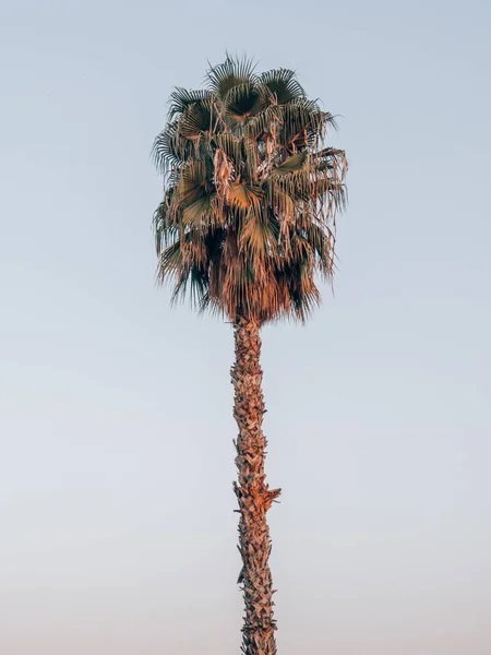 Uma Palmeira Contra Pôr Sol Marrakech Marrocos — Fotografia de Stock