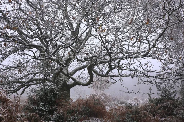 Денний Вид Парк Саттон Бірмінгемі Велика Британія Взимку — стокове фото