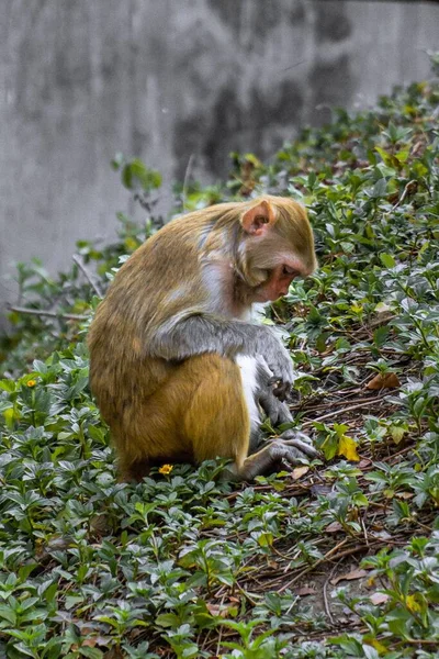 Vertikal Bild Macaque Som Sitter Gröna Blad — Stockfoto