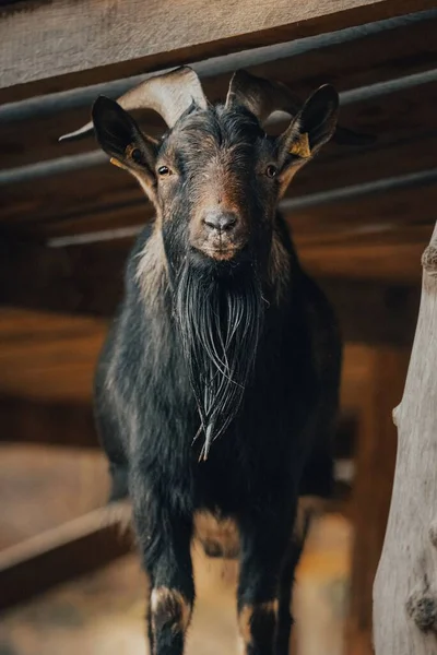 Eine Vertikale Aufnahme Einer Schwarzen Ziege Auf Einem Bauernhof Vor — Stockfoto