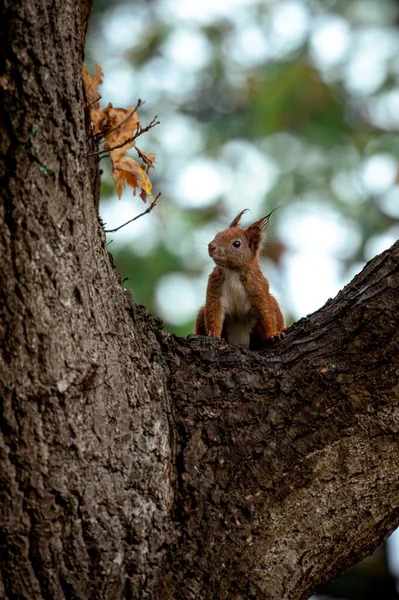 Ein Süßes Rotes Eichhörnchen Auf Einem Baum Vor Verschwommenem Hintergrund — Stockfoto