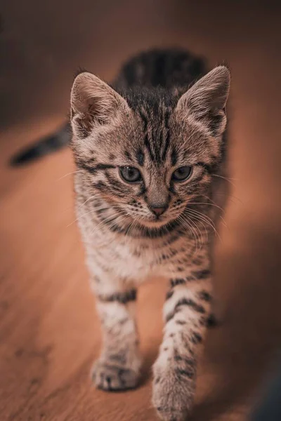 Vertical Closeup Tabby Cat Walking Wooden Floor — Stock Photo, Image
