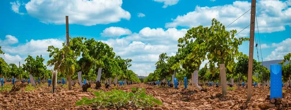 スペインのカスティーリャ マンチャ州にあるブドウ畑の若木の列 — ストック写真