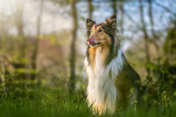 A selective focus of Rough Collie dog with blossoms around
