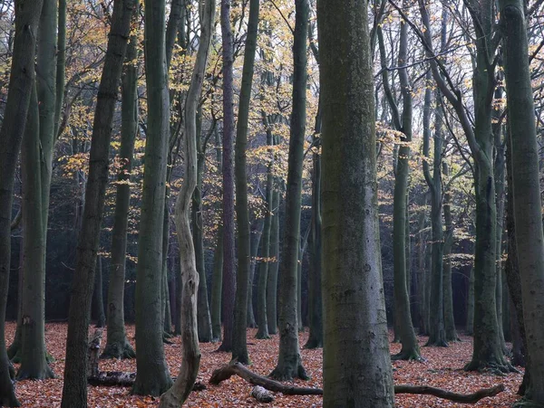 Eine Wunderschöne Englische Waldlandschaft Sutton Park Birmingham Großbritannien — Stockfoto