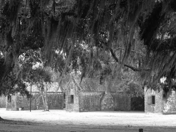 Graustufen Eines Baumes Mit Alten Backsteinhütten Hintergrund — Stockfoto