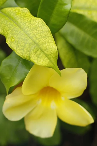 Вертикальный Снимок Желтого Цветка Катхарты Покрытого Зелеными Листьями — стоковое фото