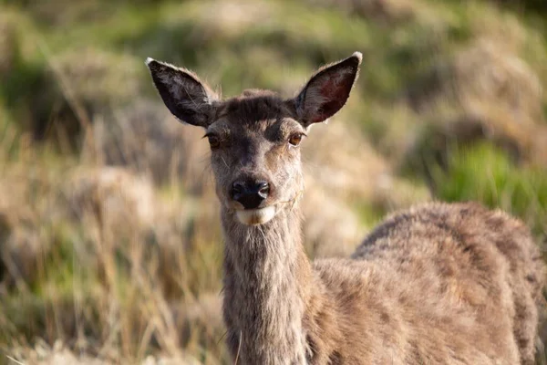 Beautiful View Wild Deer Field — Stock Photo, Image