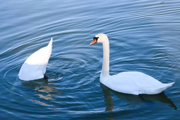 ドナウ川で魚を狩っている間に美しい白い白鳥の水泳 — ストック写真