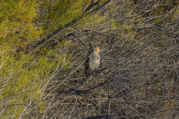 一只猫头鹰栖息在室外灌木丛的树枝上 — 图库照片