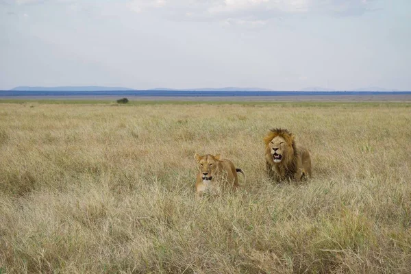 Mächtiger Löwe Beobachtet Die Löwinnen Die Bereit Für Die Jagd — Stockfoto