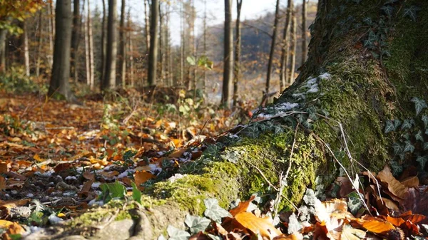 Nahaufnahme Einer Bemoosten Baumwurzel Und Eines Stammes Teutoburger Wald Deutschland — Stockfoto