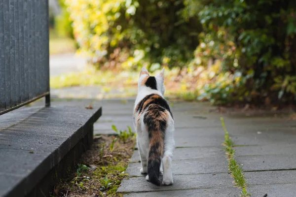 Uma Vista Perto Gato Calico Andando Chão — Fotografia de Stock