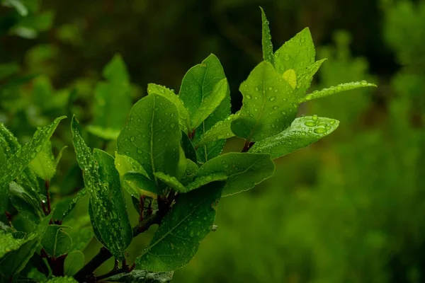 Zweig Grüner Blätter Nach Regen — Stockfoto
