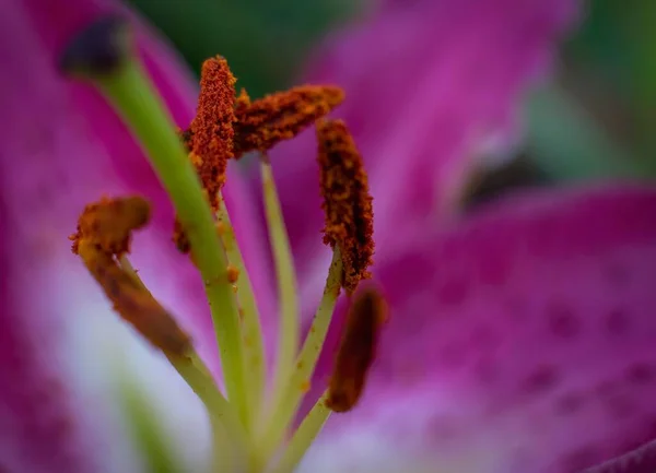 Widok Bliska Różowego Kwiatu Lilii Stamen — Zdjęcie stockowe