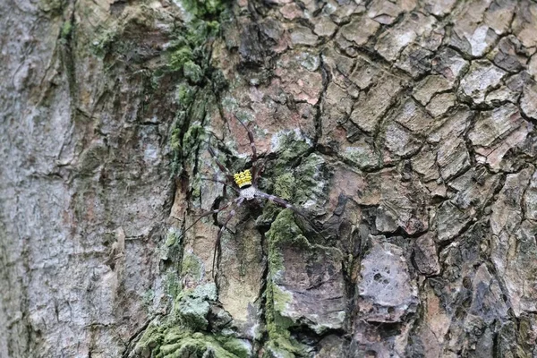 Widok Żółty Argiope Appensa Pająk Mszystej Krze Drzewa — Zdjęcie stockowe