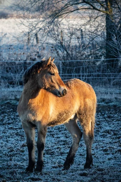 Kışın Bir Atın Dikey Çekimi — Stok fotoğraf