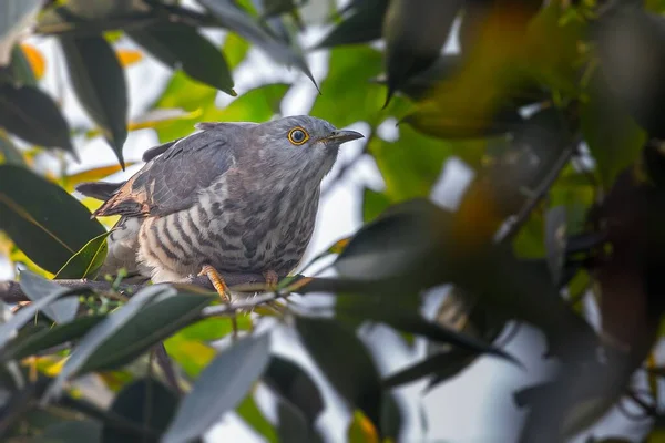 stock image A closeup shot of an Indian Cuckoo resting on the tree