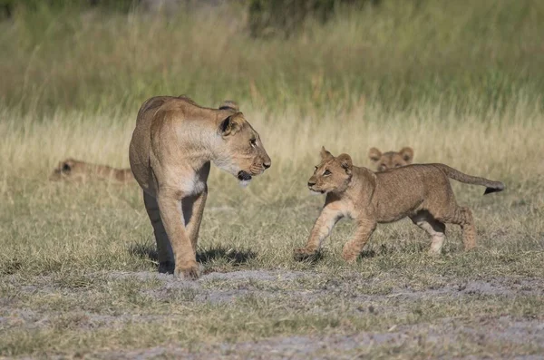 Mächtiger Löwe Beobachtet Die Löwinnen Die Bereit Für Die Jagd — Stockfoto