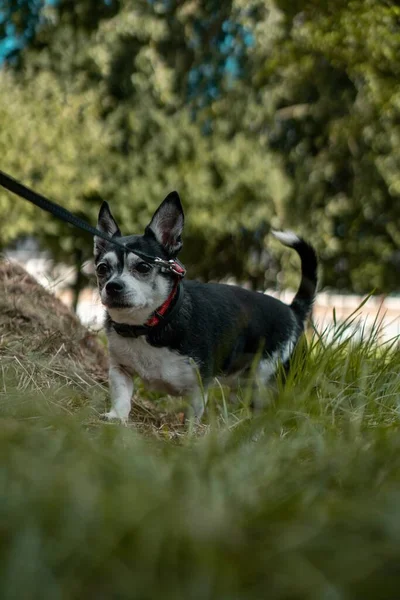 牧草地で結ばれたラットテリア子犬の垂直クローズアップビュー — ストック写真