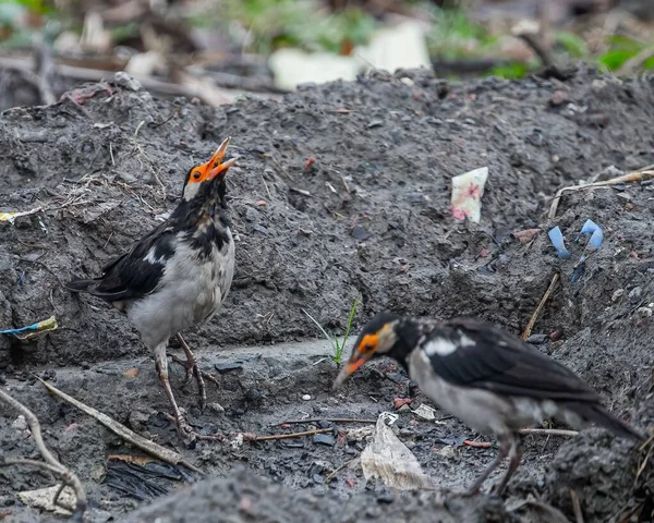 Couple Oiseaux Myna Pied Indien Recherche Nourriture Dans Terrain Boueux — Photo