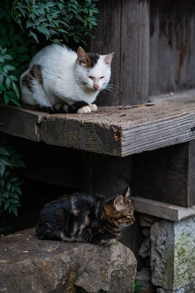 야외에서 고양이의 — 스톡 사진