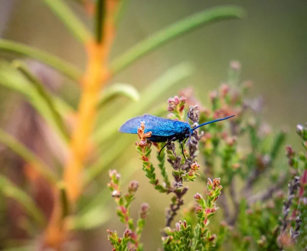 Beautiful Closeup Blue Moth Plant Flower — Stock Photo, Image